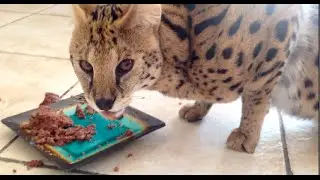 Serval Food - Routine