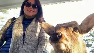 Narra deer park, japan