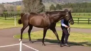 More Than Ready Stallion