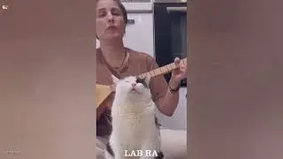 🐼 Wholesome animal content to melt your heart! 🐨 Absolutely precious! ❤️