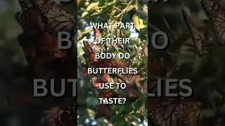 Animal Trivia: What Part Of The Body Do BUTTERFLIES  Use To TASTE? Animal Trivia #factsshorts