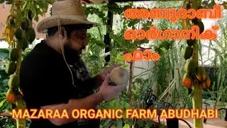 Organic Farm ABUDHABI |അബുദാബിയിലെ പച്ചക്കറി കൃഷി | part 1 | N3U vlog