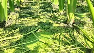 , লতির অধিক পরিমাণে ফলন পেতে সঠিক জাত র্নিবাচন করা প্রয়োজন 