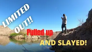 Limiting Out! Willow Beach Trout Fishing. They were hitting everything!!