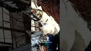 Мякиш умеет