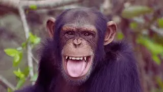 Chimpanzees: Smart, Chaotic, and Hilarious &ndash; What You Didn't Know 🙊