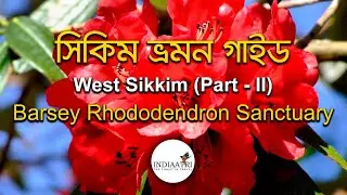 Know Everything About Barsey Rhododendron Sanctuary | Varsey | West Sikkim Part 2 | Offbeat Sikkim