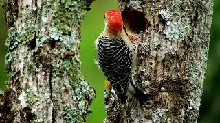 fauna-bird | carpenter-woodpecker | Full HD| 1080p HD | RH Animals
