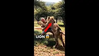 LION JUMP! #shorts