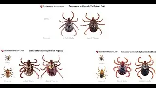 Diseases transmitted and caused by hard ticks Dermacentor andersoni