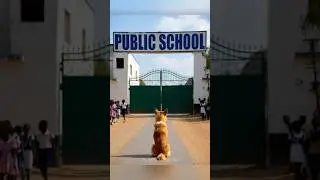 The dog saves his friend, the school child. What happens next is very emotional!