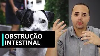 TUDO que você PRECISA SABER sobre OBSTRUÇÃO INTESTINAL - med vet