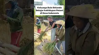 Keluarga Bule Belanda Ikut Panen Padi di Desa Indonesia‼️