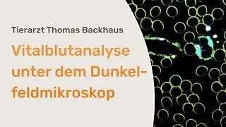 Vitalblutanalyse unter dem Dunkelfeldmikroskop