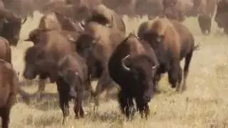 South Dakota Buffalo Roundup