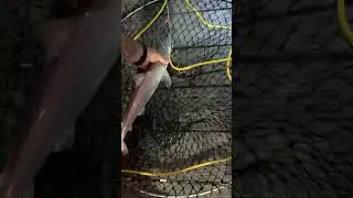 Went pier fishing an end up catching baby shark😂😂 #fishing #shark  #pierfishing