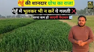 गेहूँ की खेती: 60 दिन की फसल में हमने क्या-क्या डाला? देखिए हमारी वैरायटी और ग्रोथ | gehu ki kheti