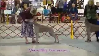 Meriwood Weimaraners