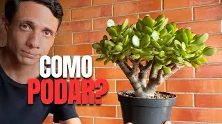 Como podar a suculenta jade para formar uma copa cheia e arredondada - Bonsai de Jade