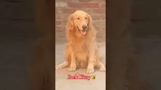 Jack King is potty training.🐕#video #funny #dogbreed #dogbreed