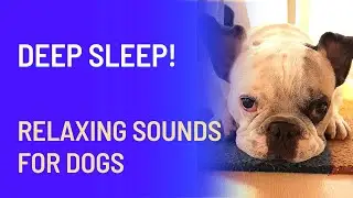 How does your Dog sleep? Sleep deeply - relaxing Sounds for Dogs!