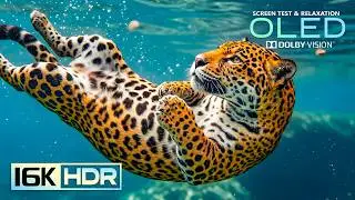 Epic Depth and Clarity 16K Video ULTRA HD | 8K HDR Dolby Vision 120FPS