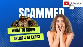 What to Know When Buying Jumping Spiders Online or at Reptile Expos [DON'T GET SCAMMED]