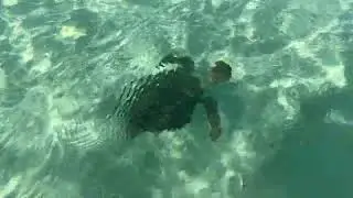 Charlie the Green Sea Turtle is a Scoundrel! January 24, 2026