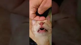 Relaxing Cat Facial Massage