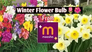 Winter Flower Bulbs From Meesho🌷| Meesho Garden Essentials Haul Under 120₹🌺#meesho#garden #gardening