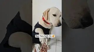 Bas Tera Sath Ho 🥰🫶 #shorts #dogshorts #dog #pets #youtubeshorts #viral #love