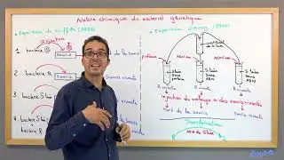 SVT 2Bac: ADN (3) Nature Chimique de l'Information G&eacute;n&eacute;tique (Griffith & Avery) The Nature of Gen...