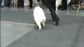 Samoyeds at World Dog Show 2006 part 3