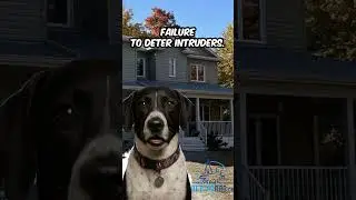 Dog's Secret Mission To Protect The Door