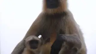 Baby langur Monkey with Mother