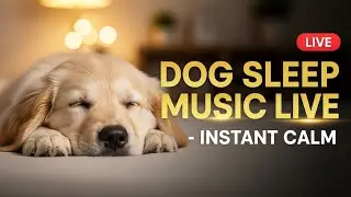 Powerful Dog Calming Music 💤 Stops Anxiety Fast & Helps Dogs Sleep Deep All Night