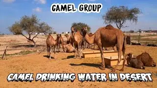 Camel Drinking water in Desert || Camel love || تزواج الجمل || Animal love testing