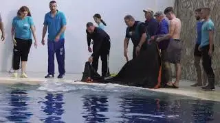 Patru delfini şi trei lei de mare de la un Delfinariu din Ucraina au ajuns la Constanţa