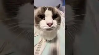 Знакомьтесь, кот БУМ 😻😂