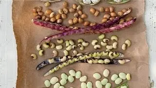 How To Put Up Your Peas! | Southern Living