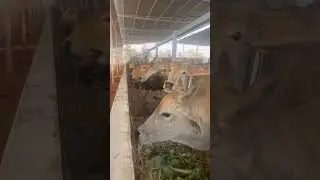 Gau Seva by AGCT | Compassion & Cow Protection Initiative #saveanimals #animalsrescuer #ngo