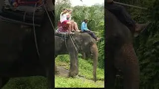Elephant ride #shorts
