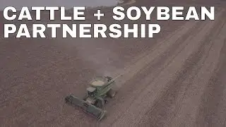 Benefits of Soybean + Cattle Partnership