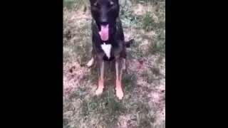 This Is My Dog Gus, I Recently Trained Him How To Bite Balls