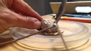 Cutting open a cocoon