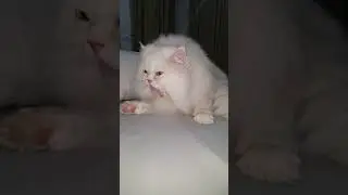 cat fat mat#persian cat