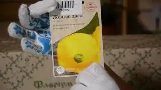 Патиссон Желтый Диск