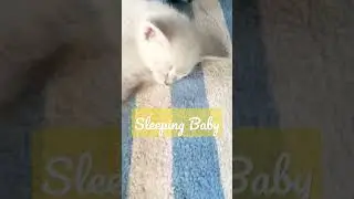 The Sweetest Kitten! Sleeping Peacefully! #cat #kitten #cute #animals #peaceful #cats