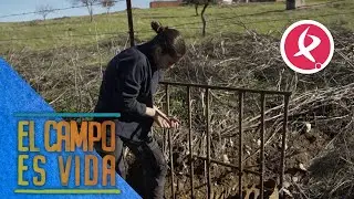 El jabalí es el mayor enemigo de Esther | El campo es vida