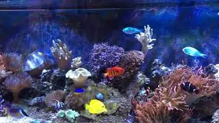 Alveopora coral reef